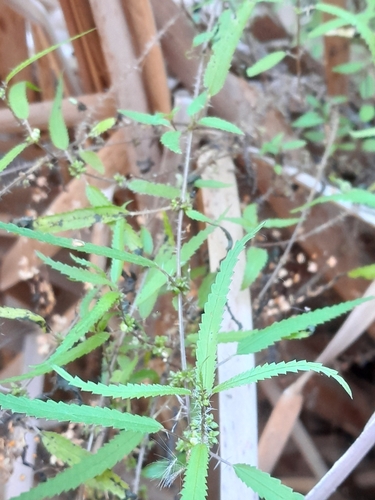 Image of Urtica perconfusa by (c) Hannah Whittall, some rights reserved (CC BY)