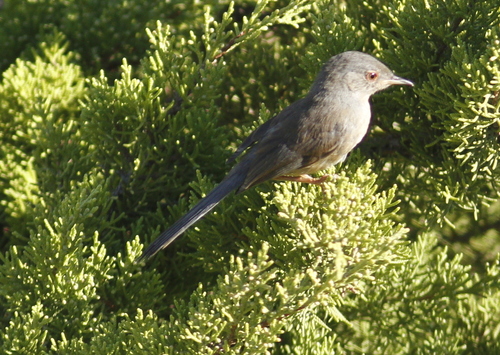 Curruca rabilarga (Curruca undata)