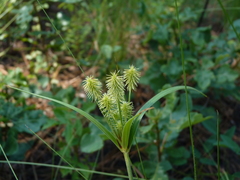 Cyperus plukenetii