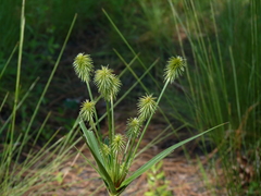 Cyperus plukenetii