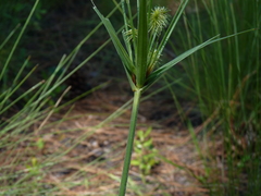 Cyperus plukenetii