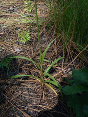 Cyperus plukenetii