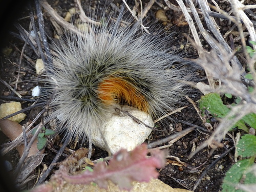 Arctia festiva