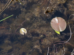 Nymphaea odorata odorata