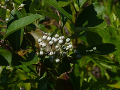 Zenobia pulverulenta