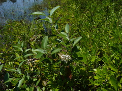 Zenobia pulverulenta