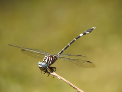 Phyllogomphoides suasus