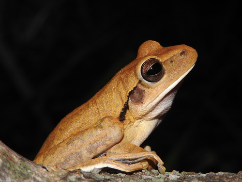 Chaco Tree Frog