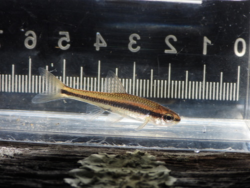 Bridle shiner (Notropis bifrenatus) — Cyprinidae — 4