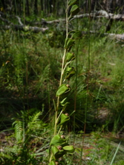 Ludwigia virgata