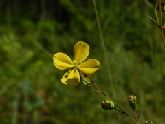 Ludwigia virgata