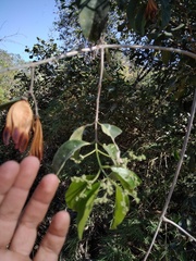 Pristimera celastroides