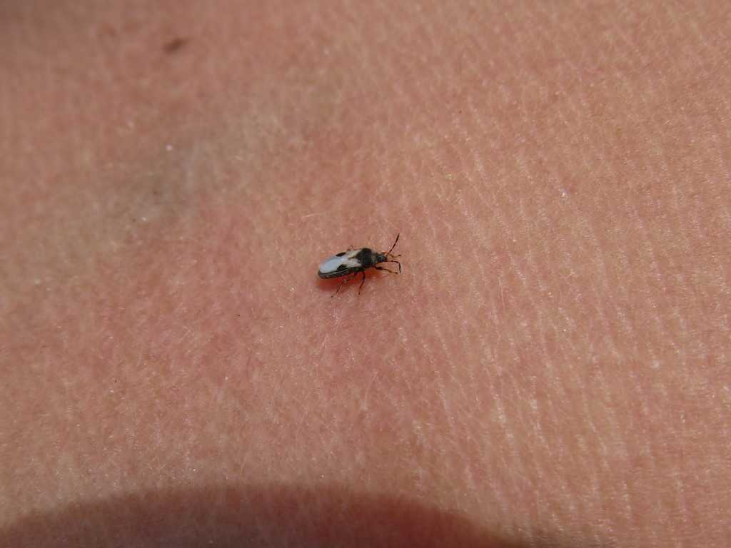 Blissus antillus