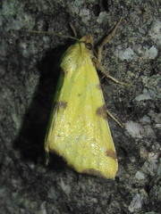 Azenia perflava