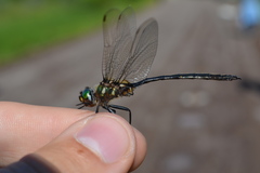Somatochlora forcipata