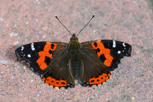 Photo of Canary Red Admiral (Vanessa vulcania)