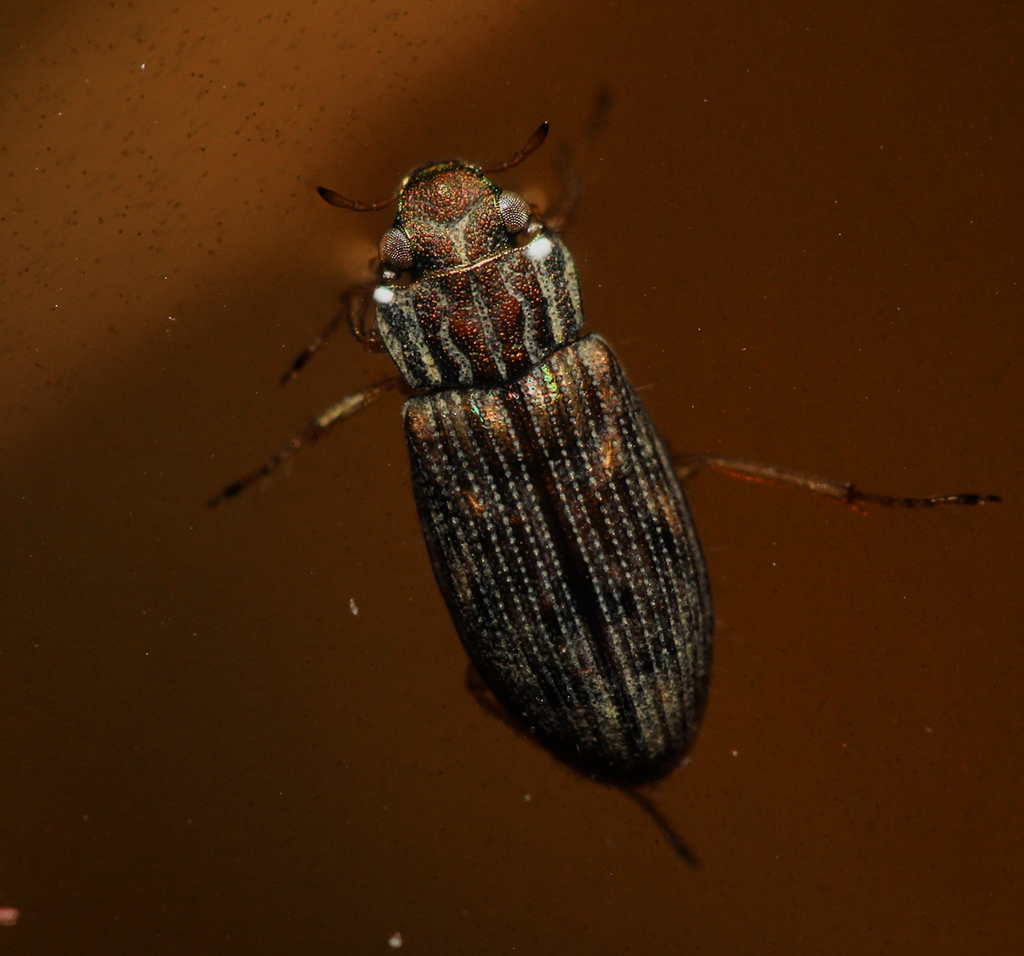 Helophorus obscurus