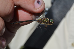 Somatochlora brevicincta