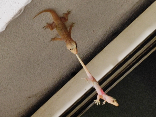 Brook's House Gecko, Hemidactylus brookii