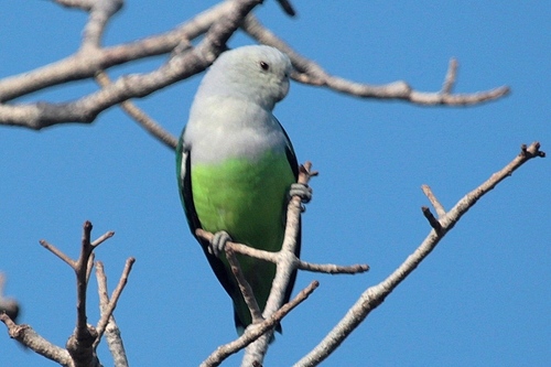 Grey-headed Lovebird
