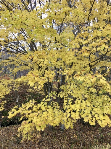 Siebold's Maple (Acer sieboldianum)