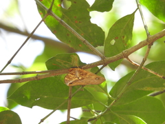 Opsiphanes boisduvallii