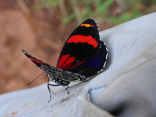 eighty butterfly