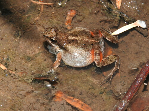 Cuvier’s Foam Frog