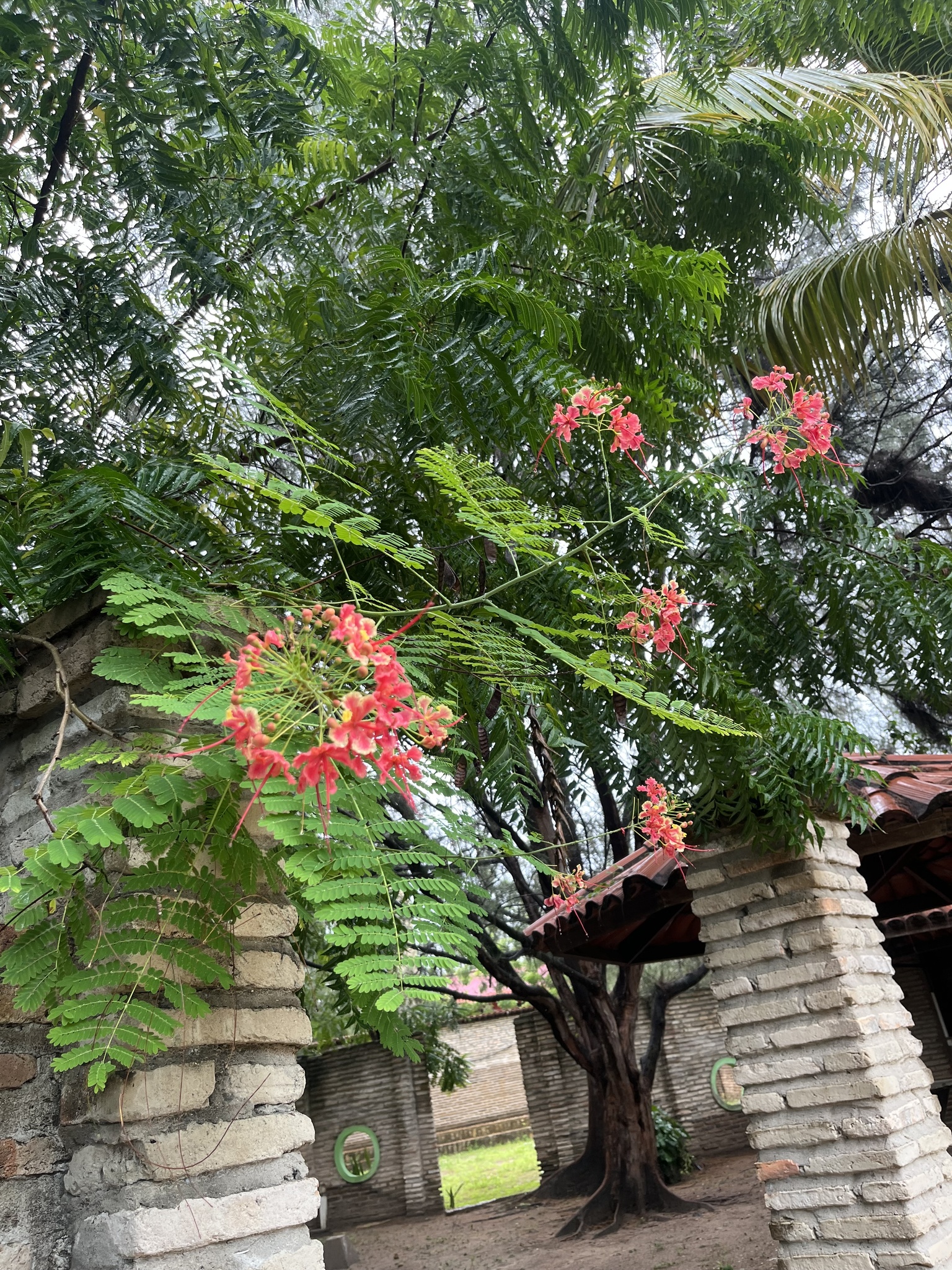 Caesalpinia pulcherrima