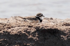 Charadrius thoracicus