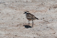 Charadrius thoracicus