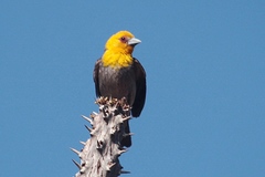 Ploceus sakalava