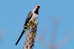 Oena capensis aliena