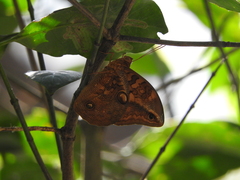 Opsiphanes boisduvallii