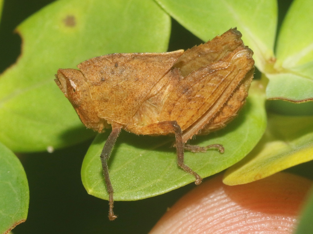 Phaulotypus granti