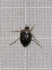 Peltodytes edentulus