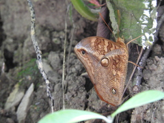 Opsiphanes boisduvallii
