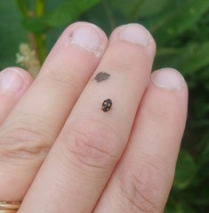 Brachiacantha ursina