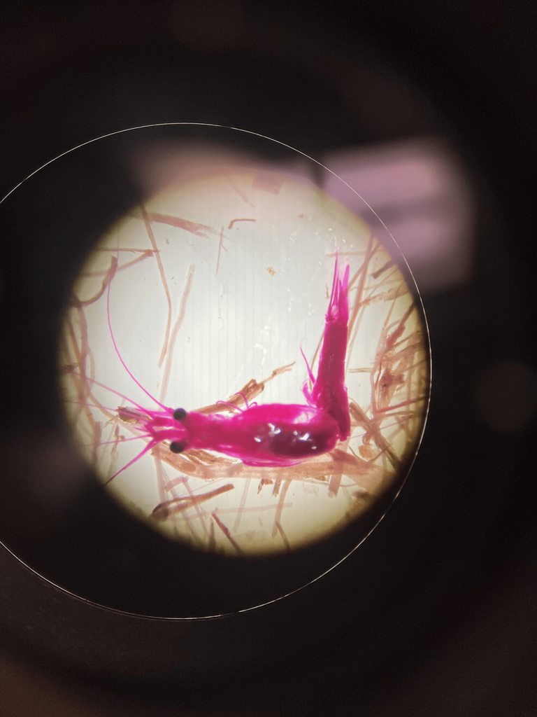 aviu shrimp