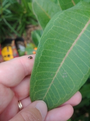 Brachiacantha ursina