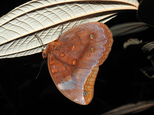 Catoblepia berecynthia