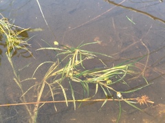 Potamogeton hillii