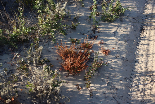 Crassula cymosa