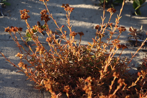 Crassula cymosa