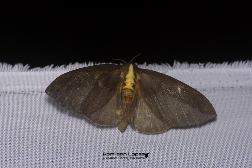Adelowalkeria flavosignata