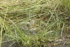 Lithobates chiricahuensis