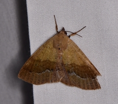 Ophyx ochroptera