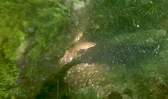 Tautogolabrus adspersus