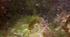 Myoxocephalus aenaeus