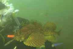 Hemitripterus americanus